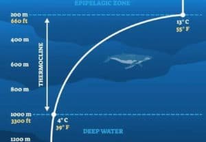 thermocline