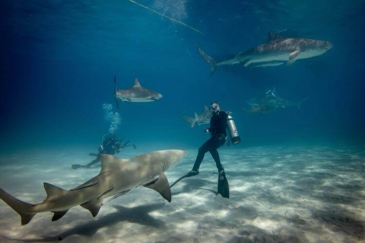 seeing a shark while scuba diving