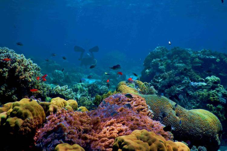 scuba diving impact on coral reefs