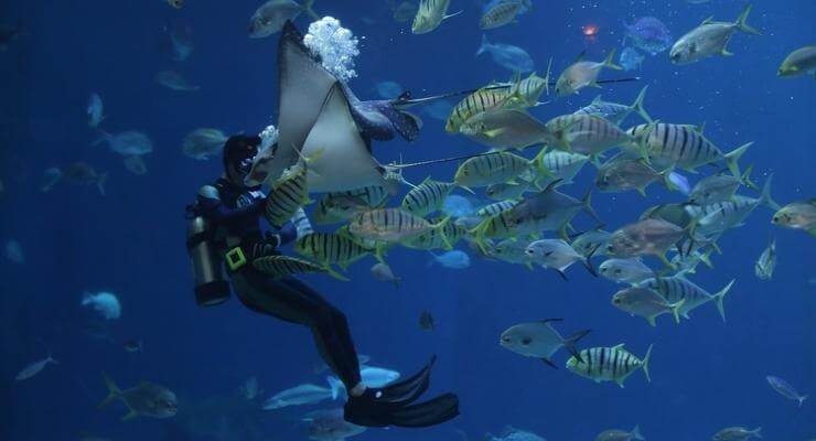 diver meeting marine animal