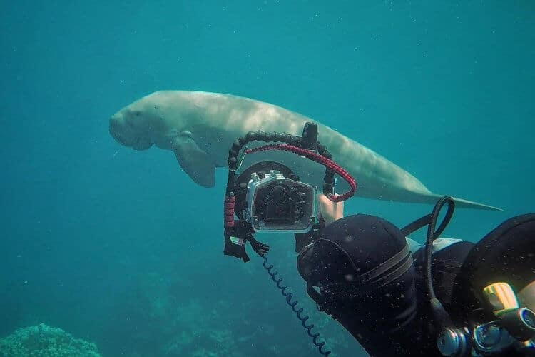 become an underwater photographer