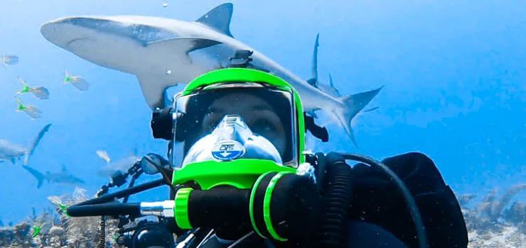 shark attacks on divers stats