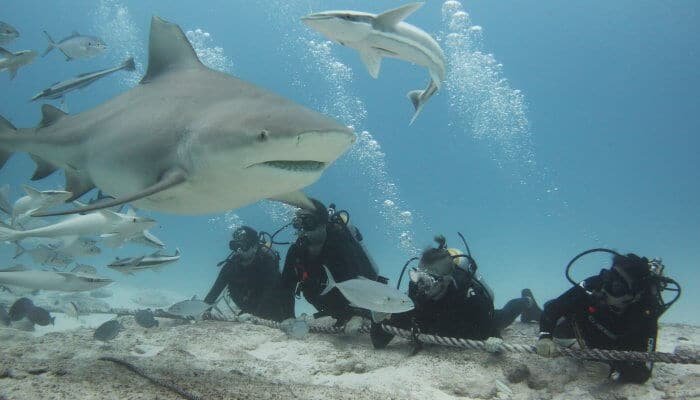 bull shark dive - playa del carmen