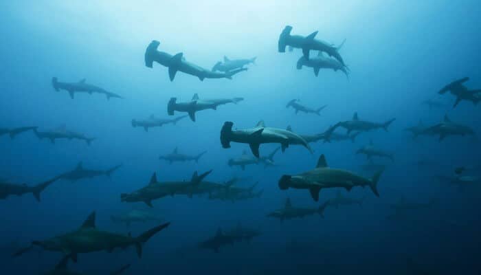 hammerhead sharks at gordo banks