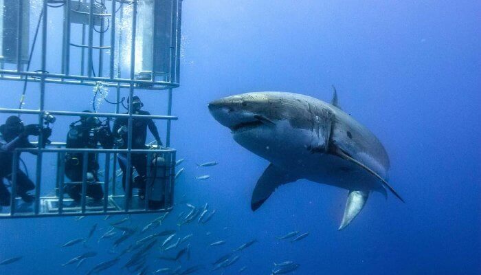 shark cage diving at isla guadalupe