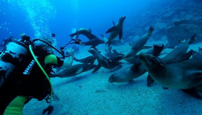 sea lions at los islotes