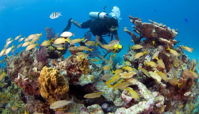 manchones reef - isla mujeres