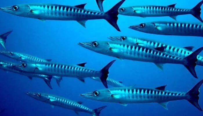 barracudas at barracuda reef