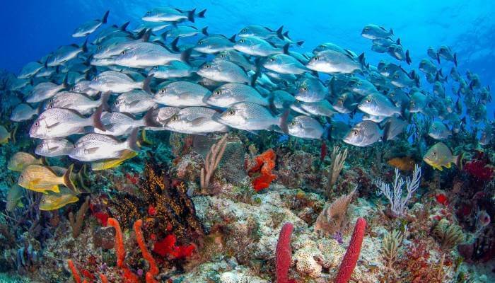 chankanaab reef