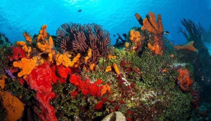 palancar reef cozumel