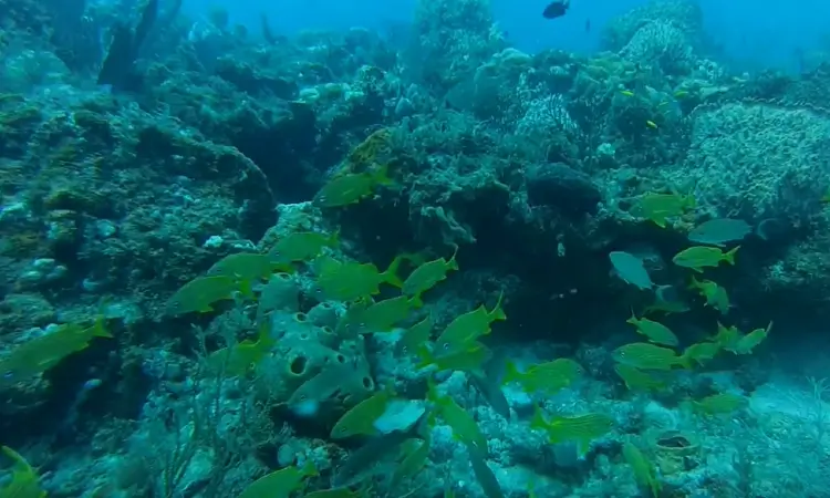 breakers reef - west palm beach, fl