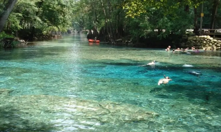 ginnie springs