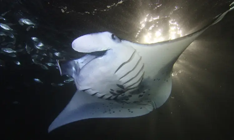 manta ray at night