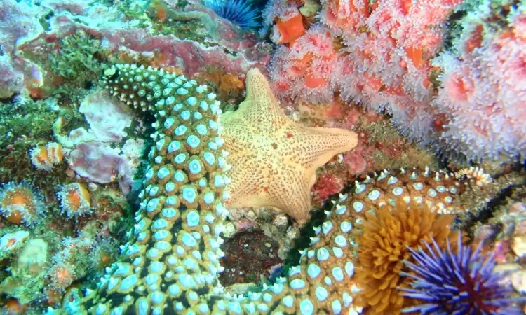 naples reef long beach