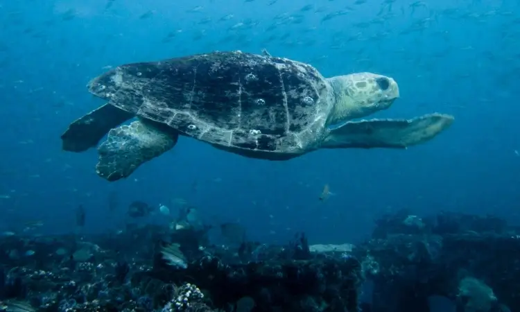 north carolina turtle