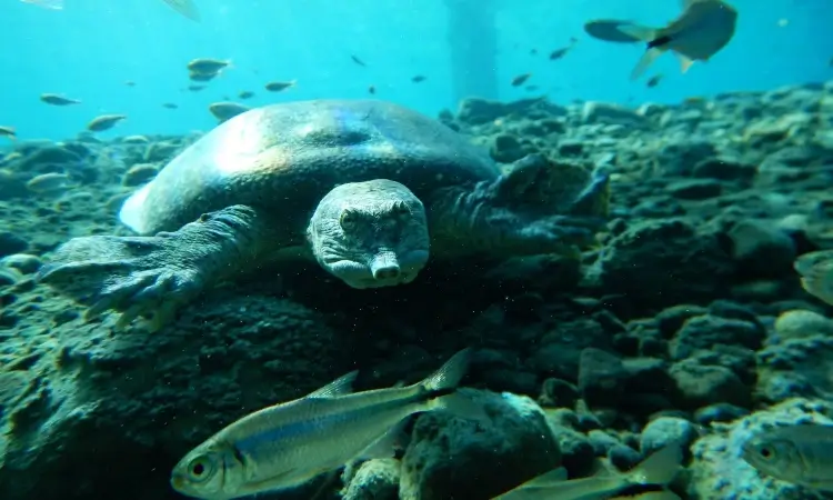 san salomon springs turtle