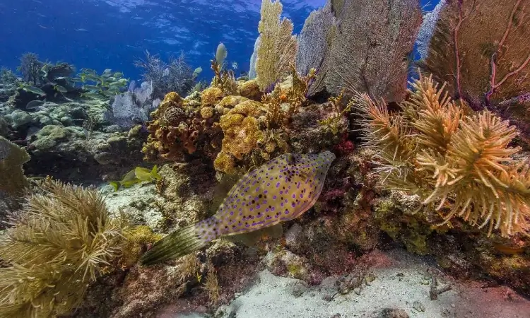 biscayne national park underwater