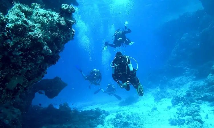 diving sarasota reefs
