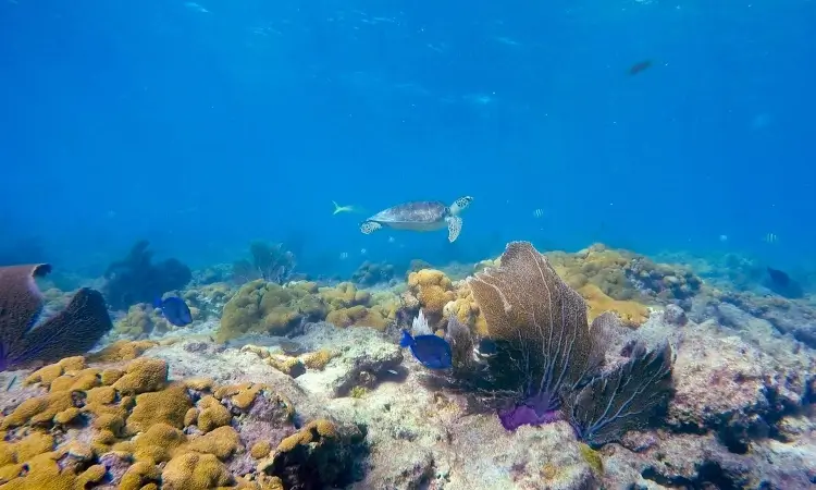 looe key reef