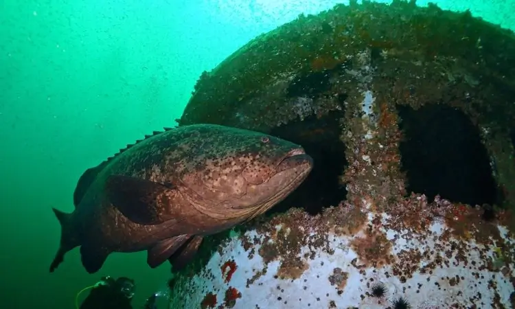 ocean wind dive site pensacola