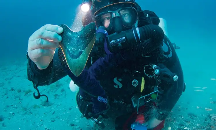 venice florida shark teeth dive