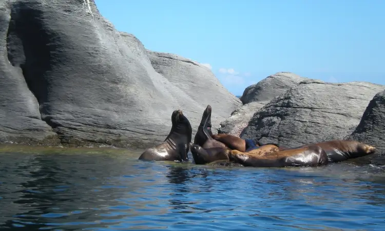 sea lions at coronado islands