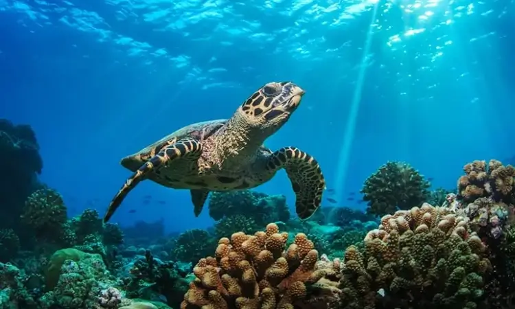 loggerhead sea turtle