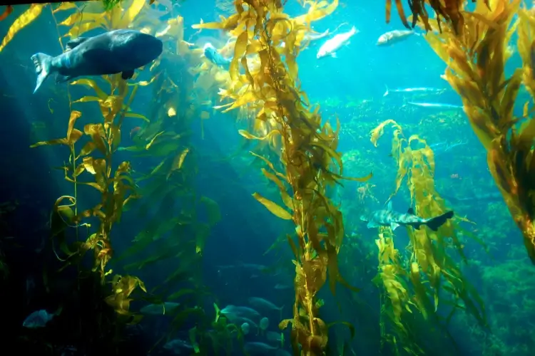 kelp forest catalina island