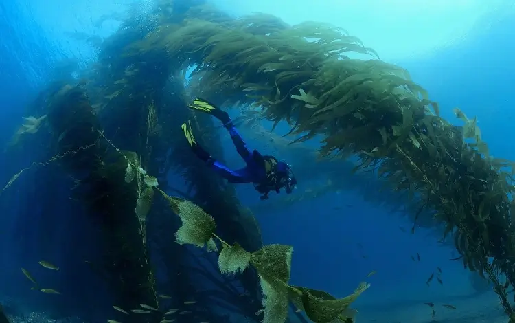 scuba diving near san francisco bay area