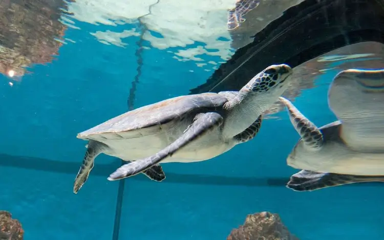 sea turtle at monterey bay aquarium