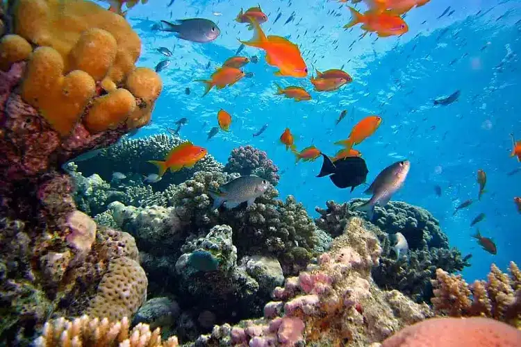 great barrier reef snorkeling