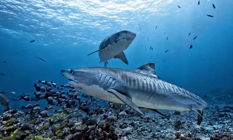 tiger sharks - crescent beach, hawaii