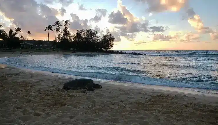 beach in kauai with sea turtle