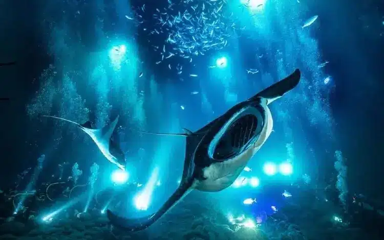 manta rays at night