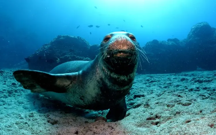 monk seal at vertical awareness, kauai