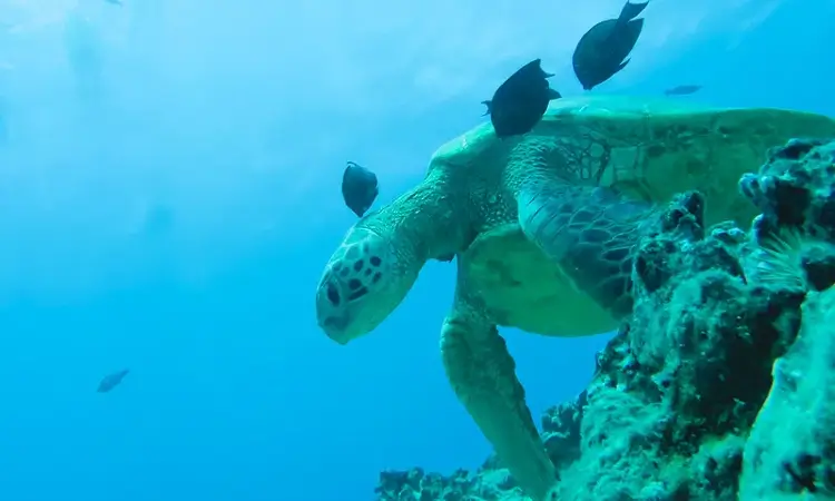 turtle canyon oahu